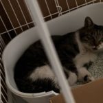 【動物愛護ボランティアのお手伝い〜保護猫のケージ清掃〜】
